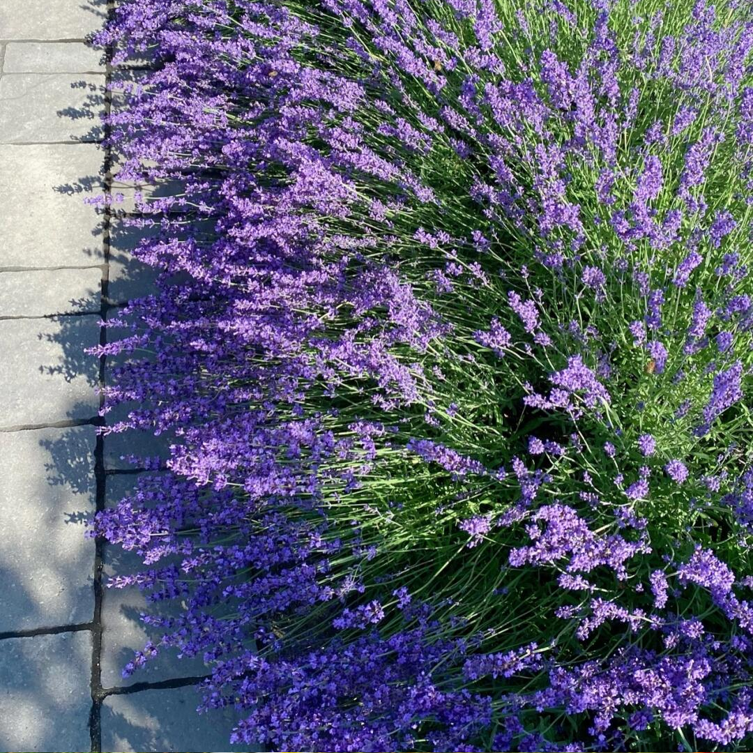 Lavender Seeds - Packet / Bulk