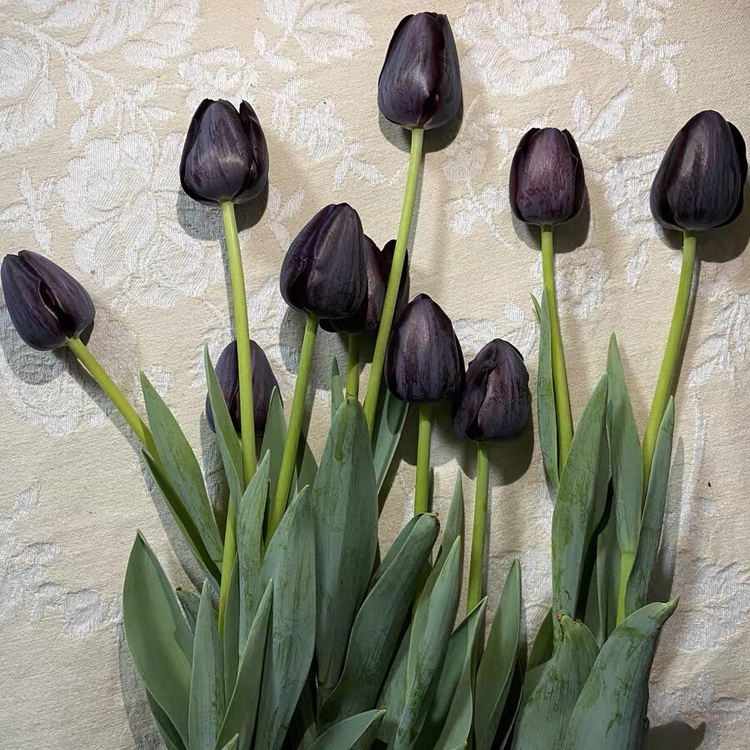 Tulip Bulbs - Infinite Black