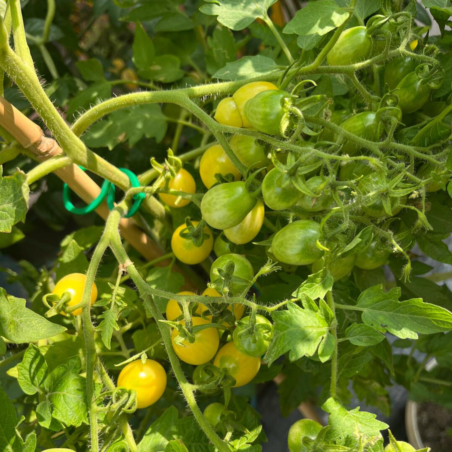 Cherry Tomato Seeds - Barry's Crazy