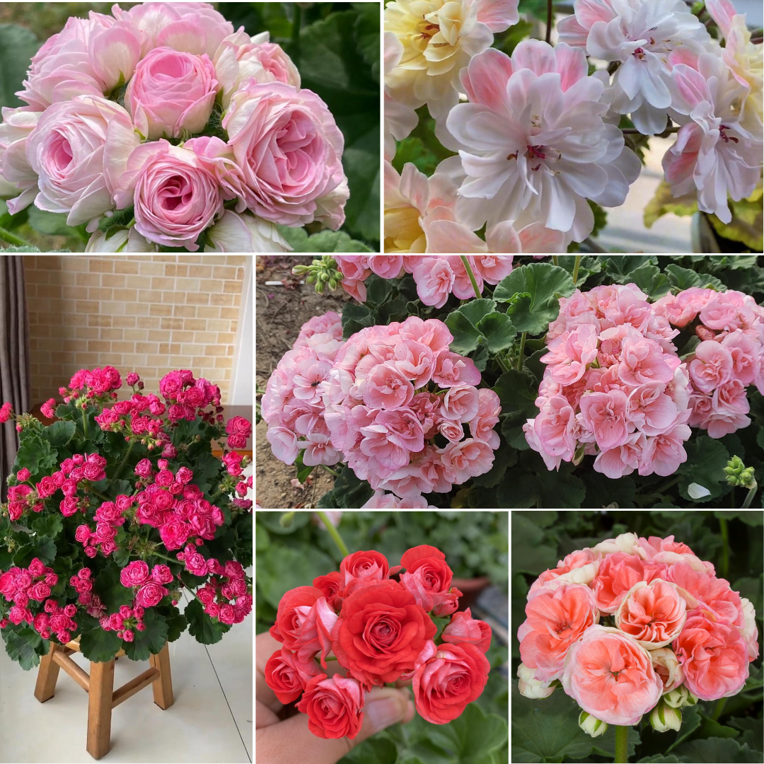 Double Flowered Geranium Seeds - Mix
