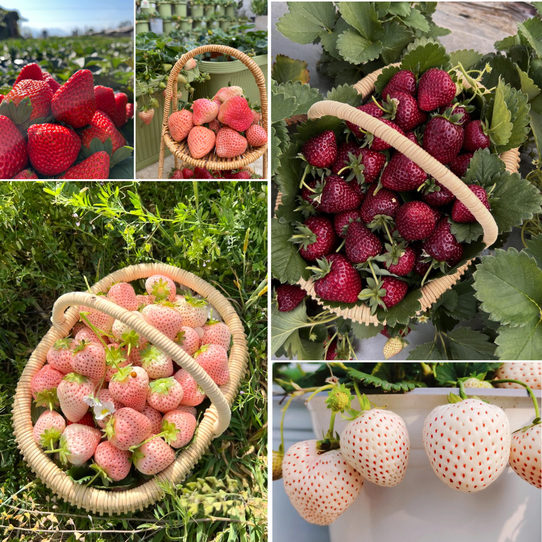 Potted Strawberry Seeds - Five-Color Mix