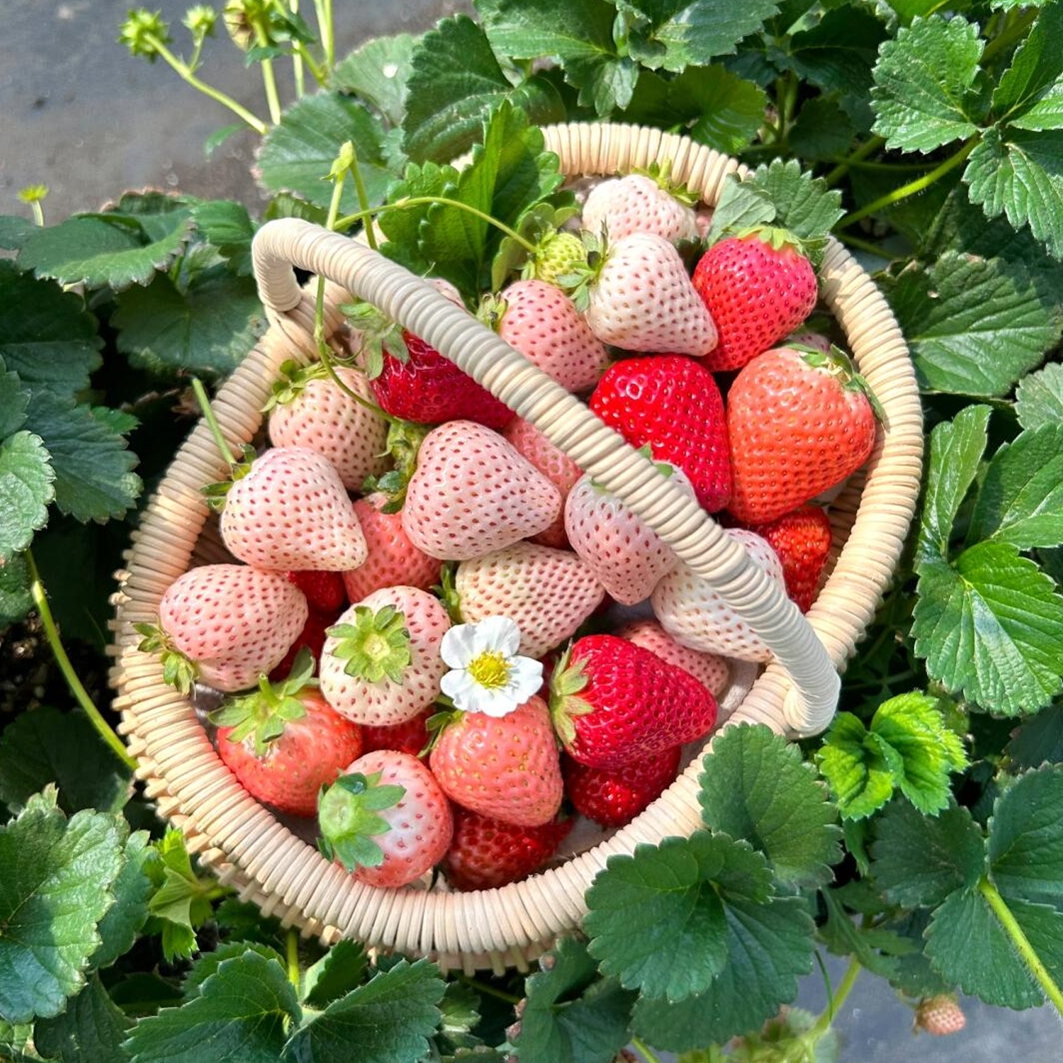 Potted Strawberry Seeds - Five-Color Mix