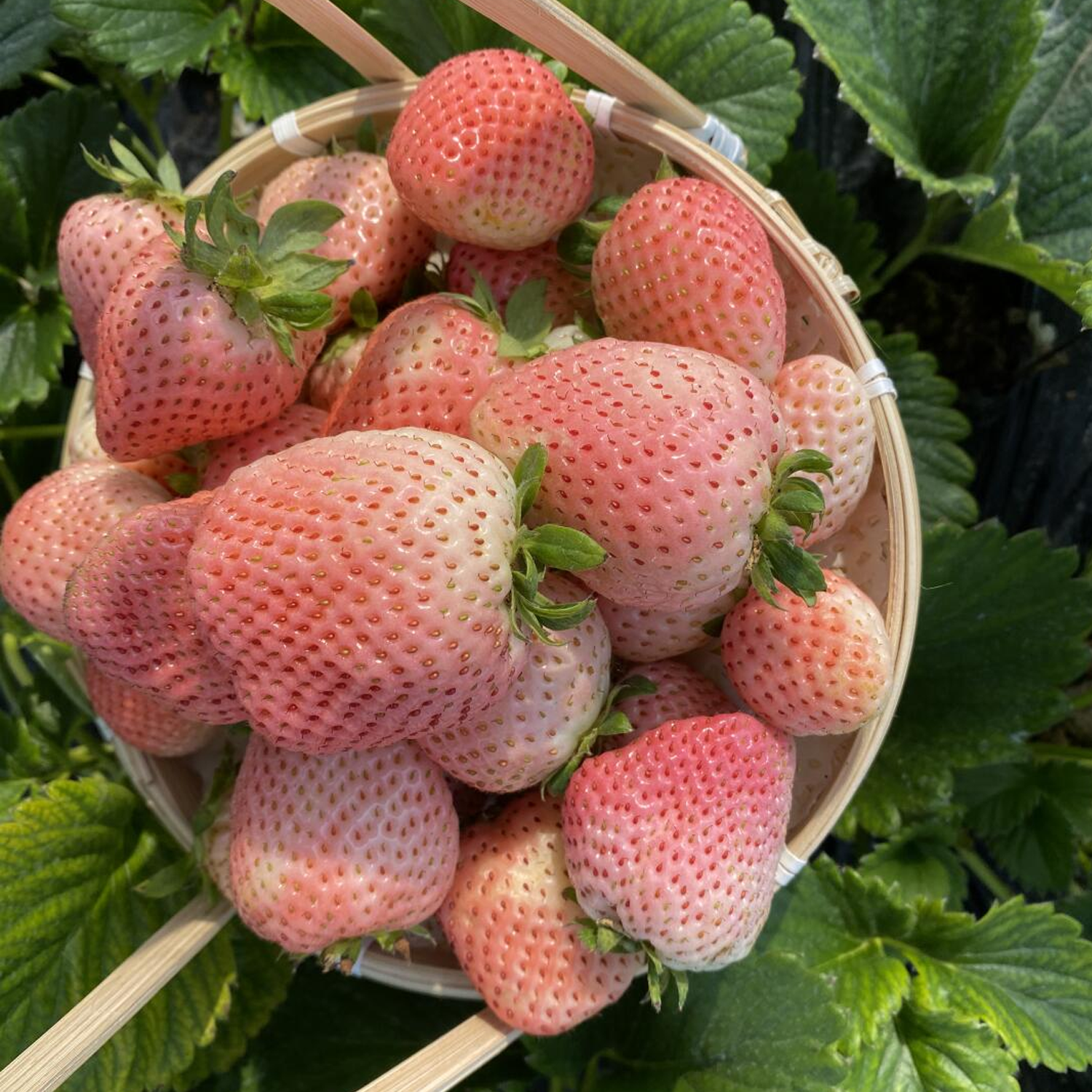 Potted Strawberry Seeds - Five-Color Mix