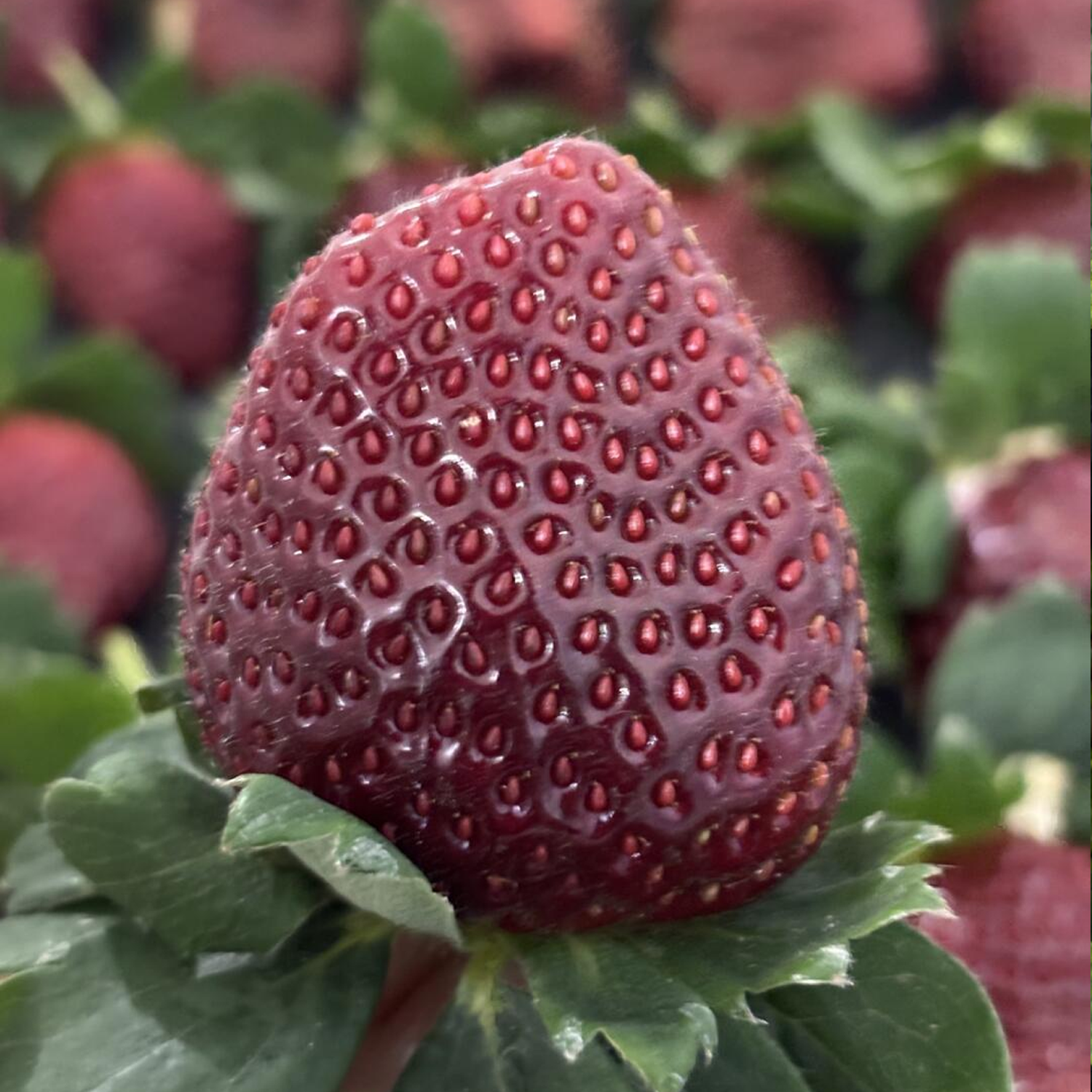 Potted Strawberry Seeds - Five-Color Mix