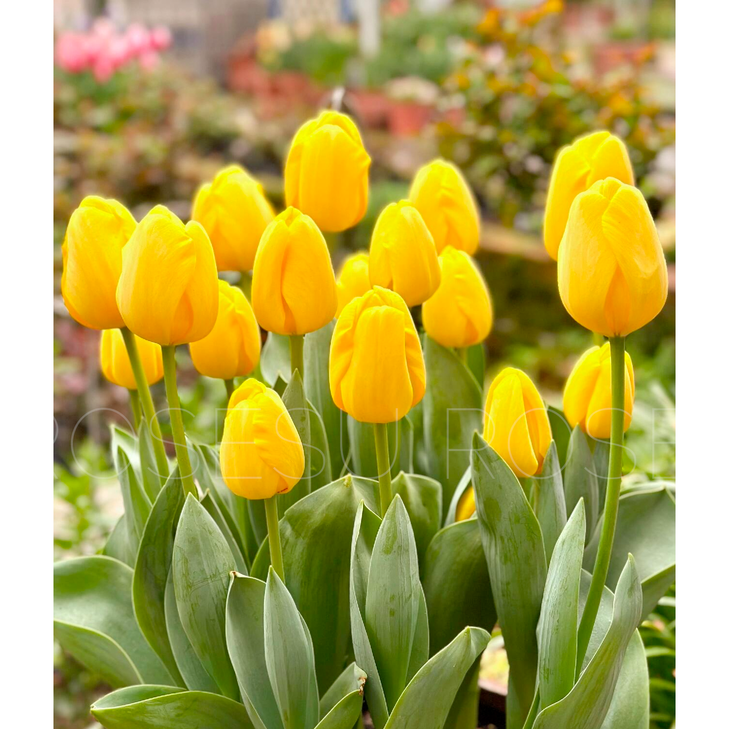 Tulip Bulbs - Golden