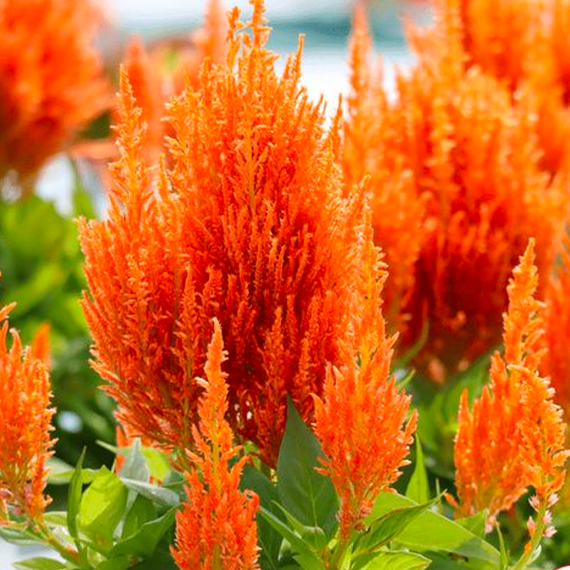 500 Pcs Plumed Castle Celosia Seeds