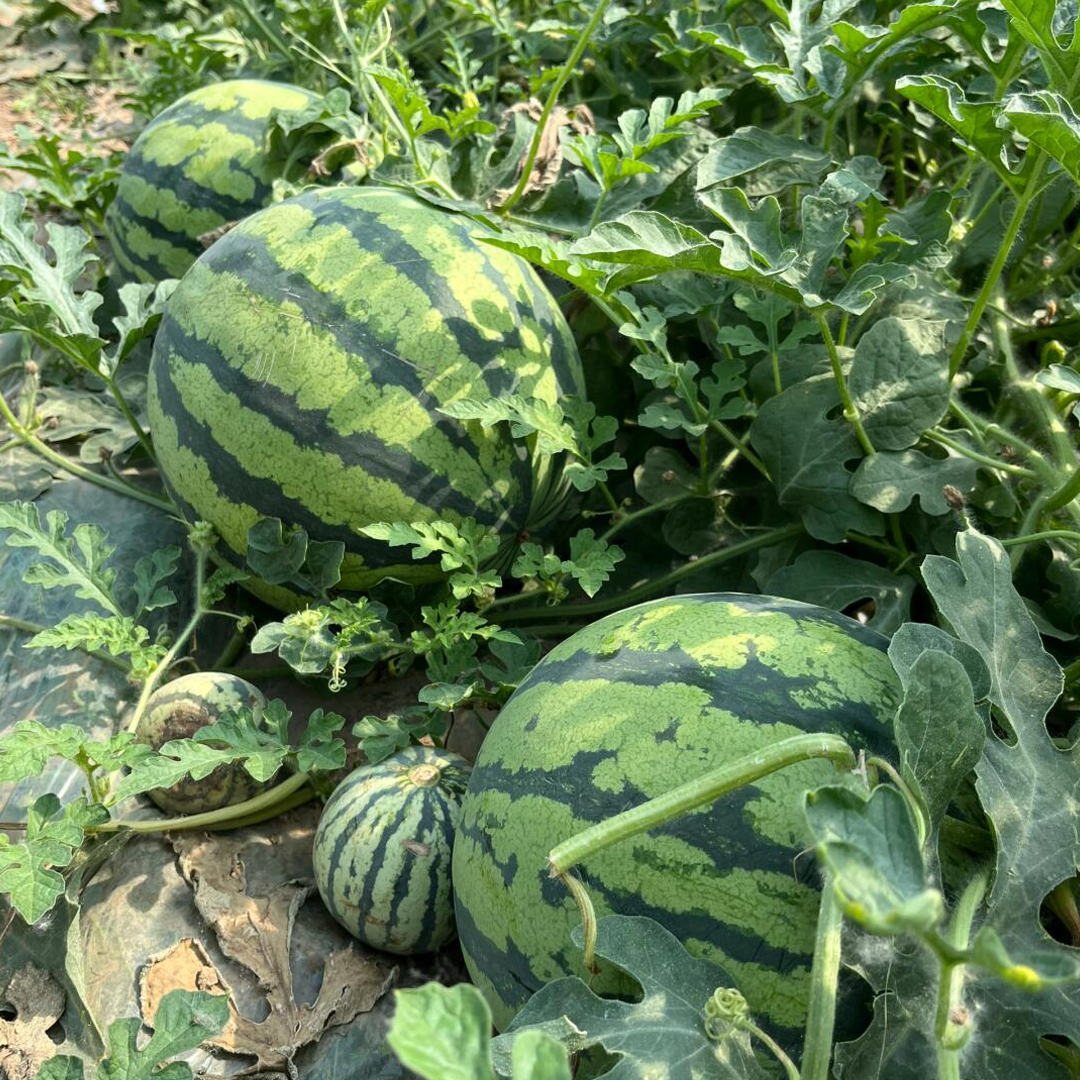 Watermelon Seeds - Seedless 8424