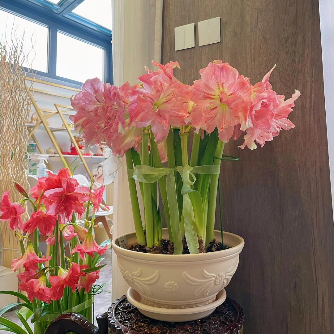 Amaryllis Bulbs - Beautiful Fairy