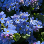 Forget Me Not Seeds - Blue