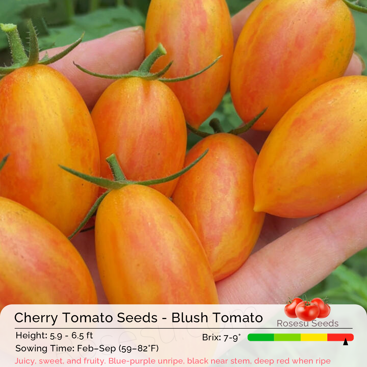 Cherry Tomato Seeds - Blush Tomato