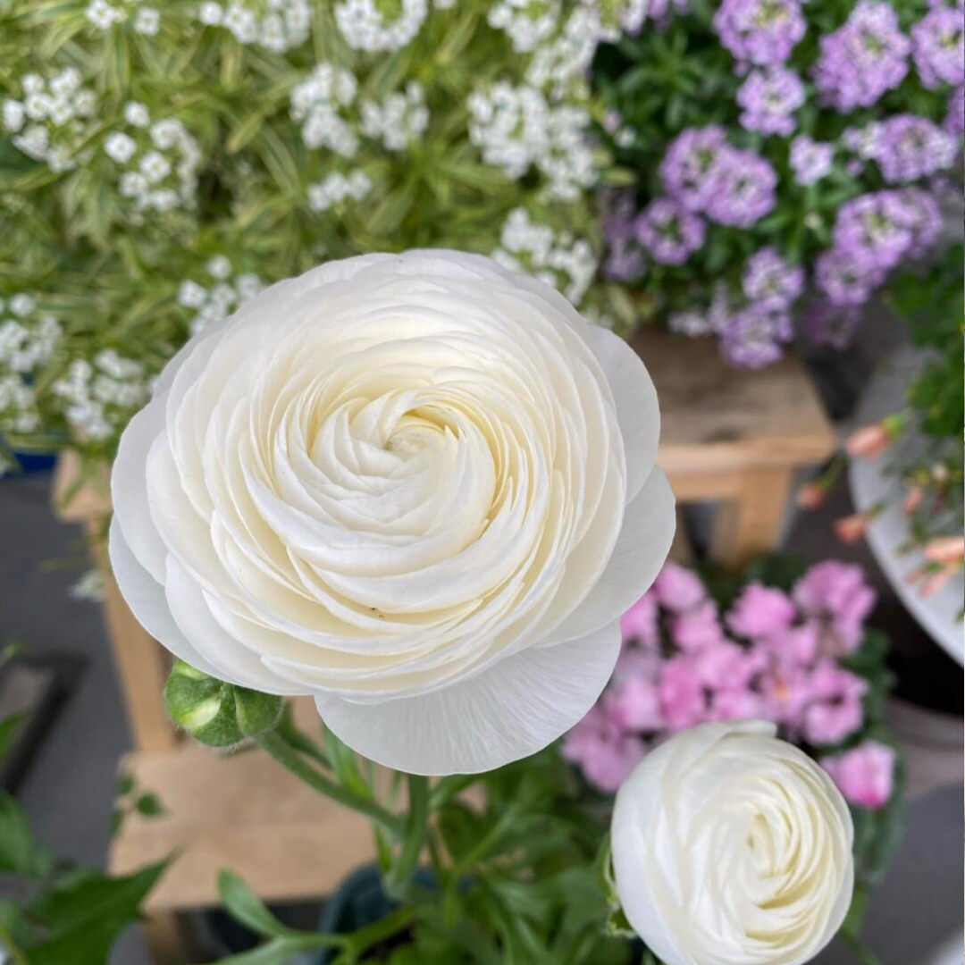 Ranunculus Bulbs