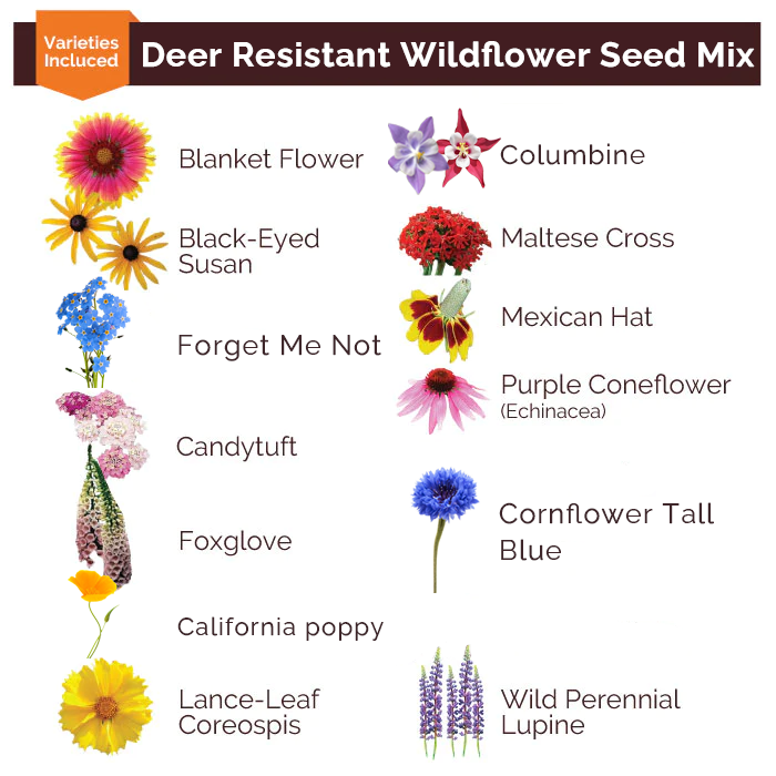 Deer Resistant Wildflower Seed Mix - 75% Perennial, 25% Annual