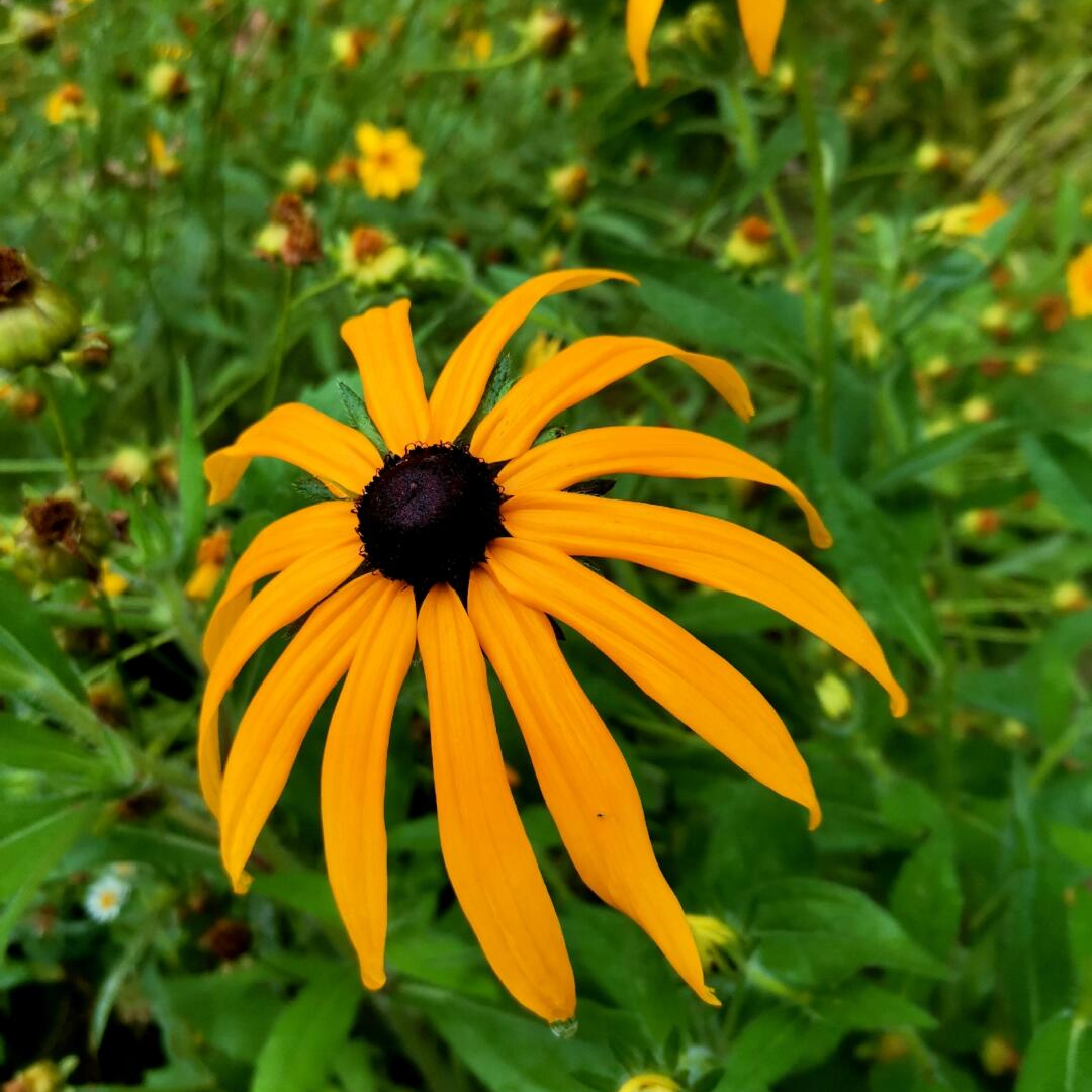 Black Eyed Susan Seeds