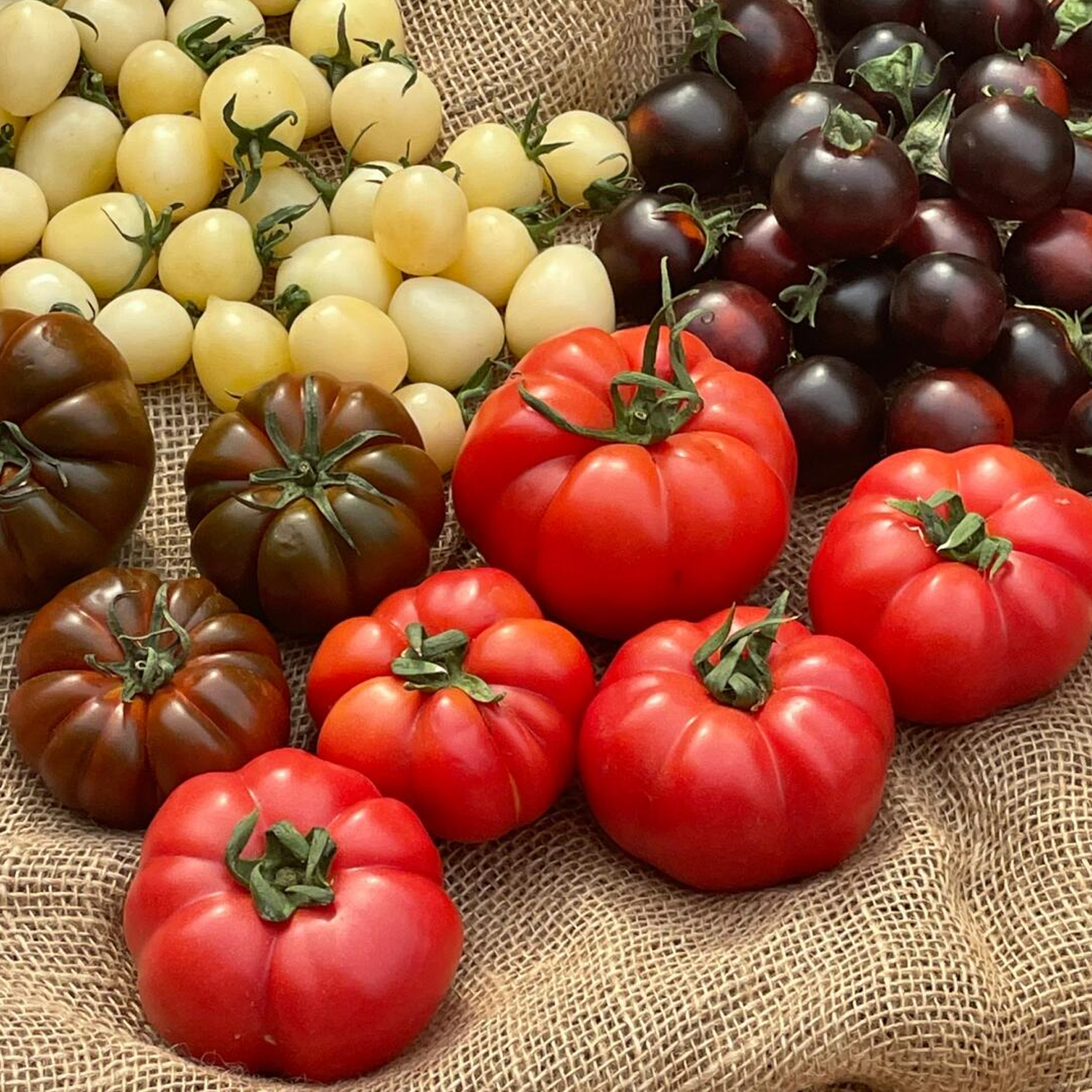 Beefsteak Tomato Seeds - Abe Lincoln