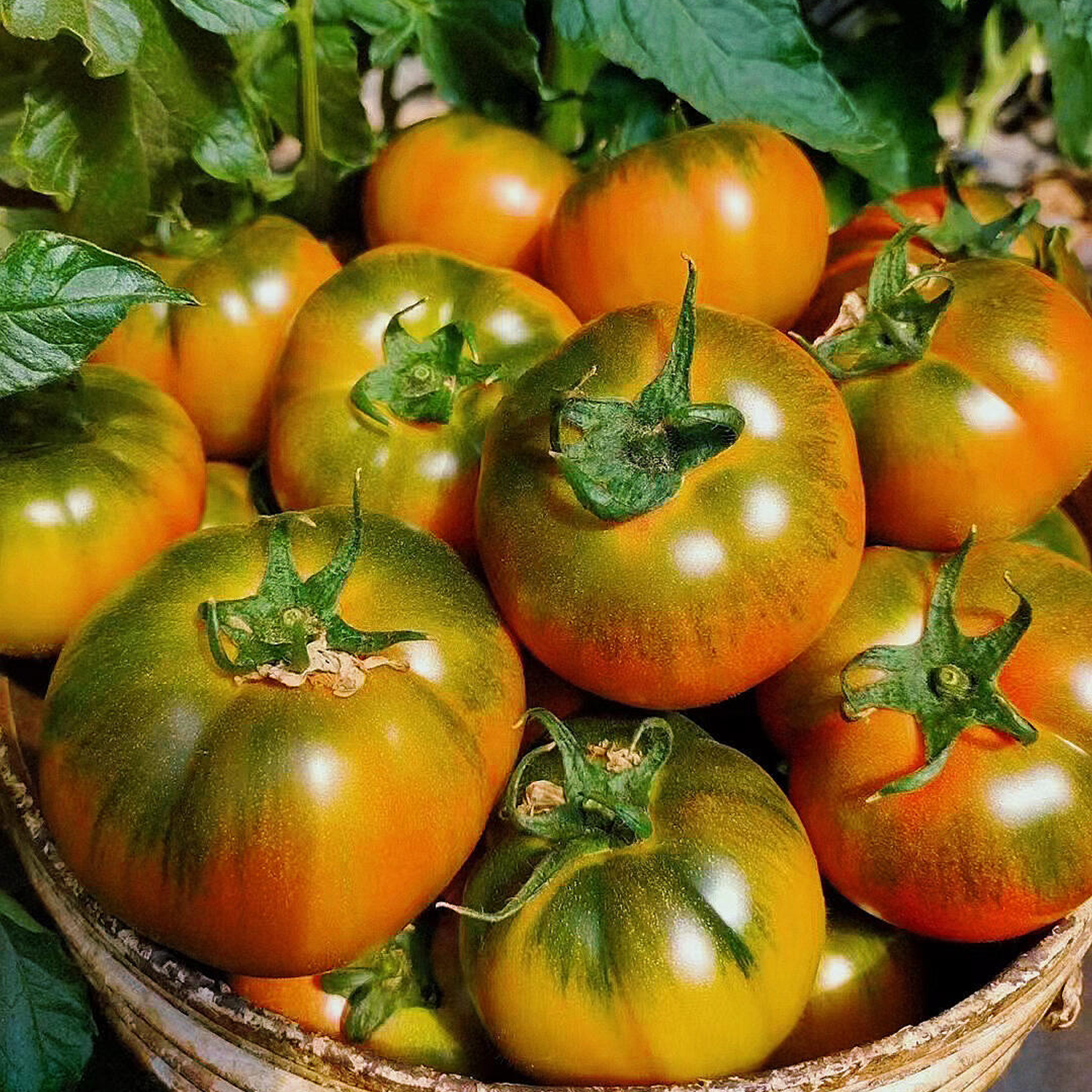 Tomato Seeds - Green-Shouldered Strawberry