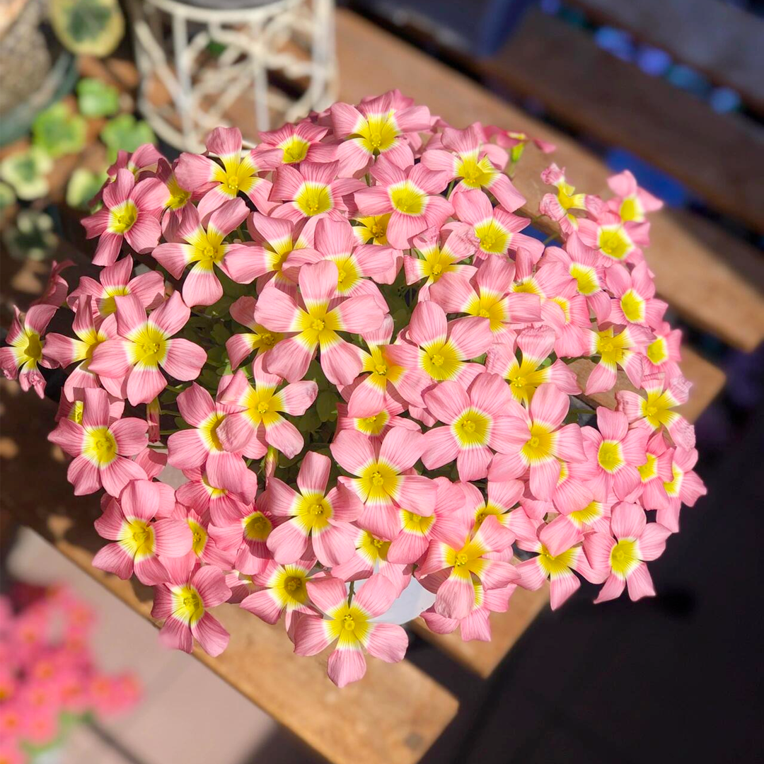 Oxalis - Cut Flower Shamrock