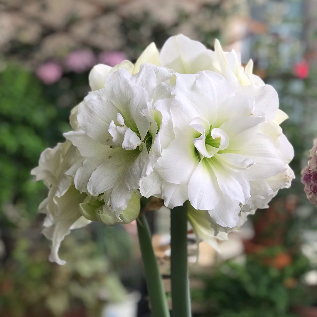 Amaryllis Bulbs - Afrey