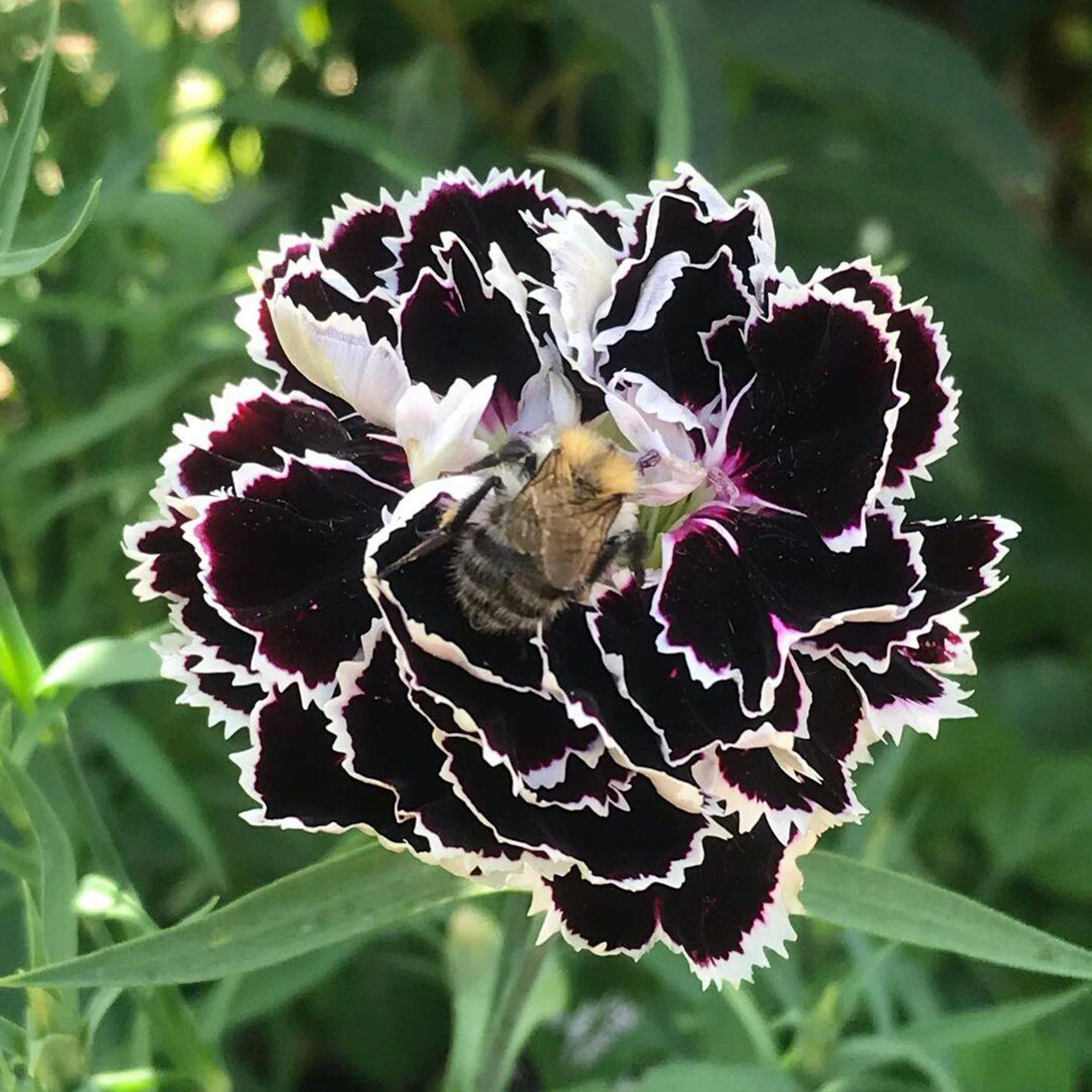 Carnation Seeds - Black & White Minstrels