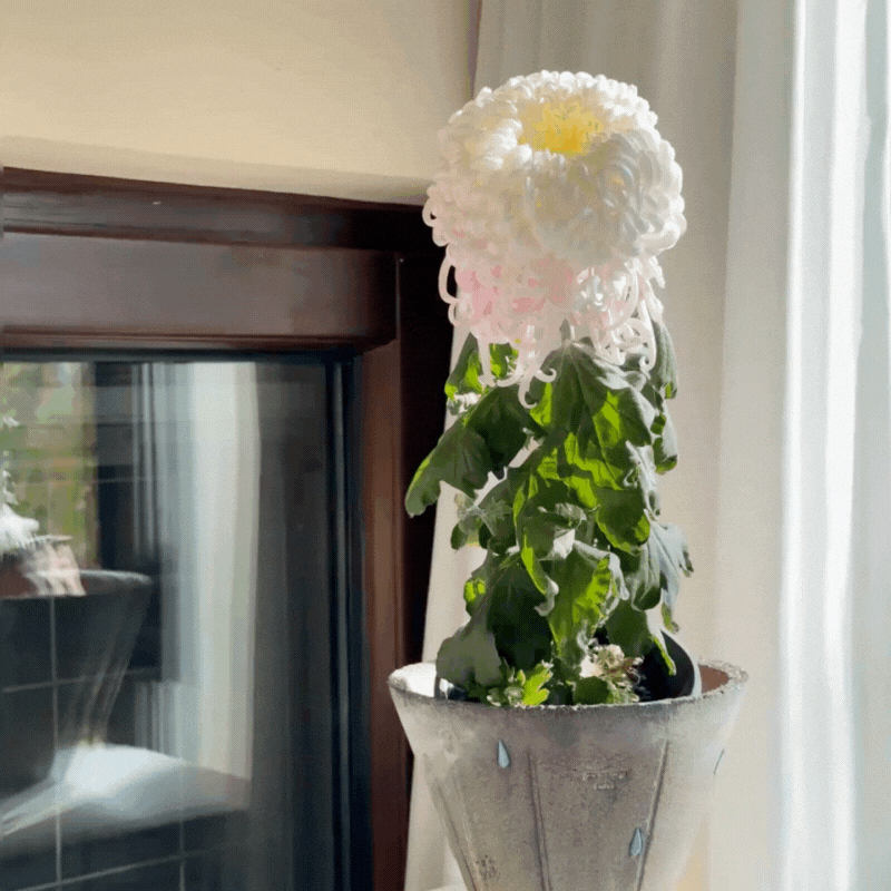 Large-flowered Chrysanthemum