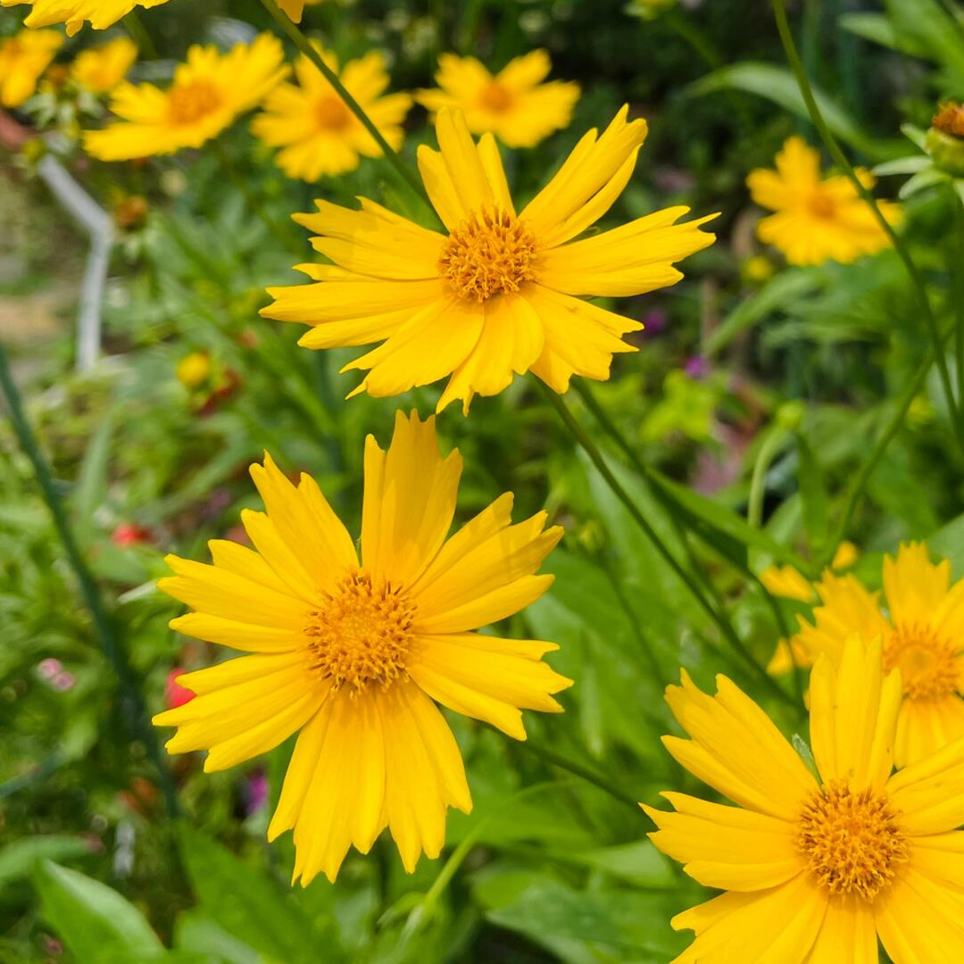 Lance-Leaf Coreopsis Seeds