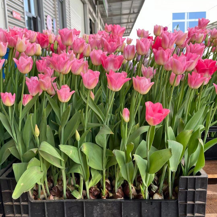 Tulip Bulbs - Van Eijk