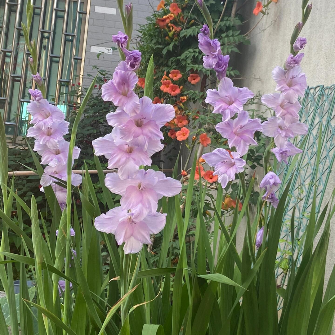 Gladiolus Flower Bulbs