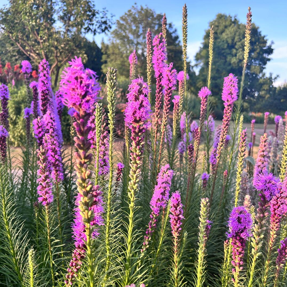 Gayfeather / Blazing Star Seeds