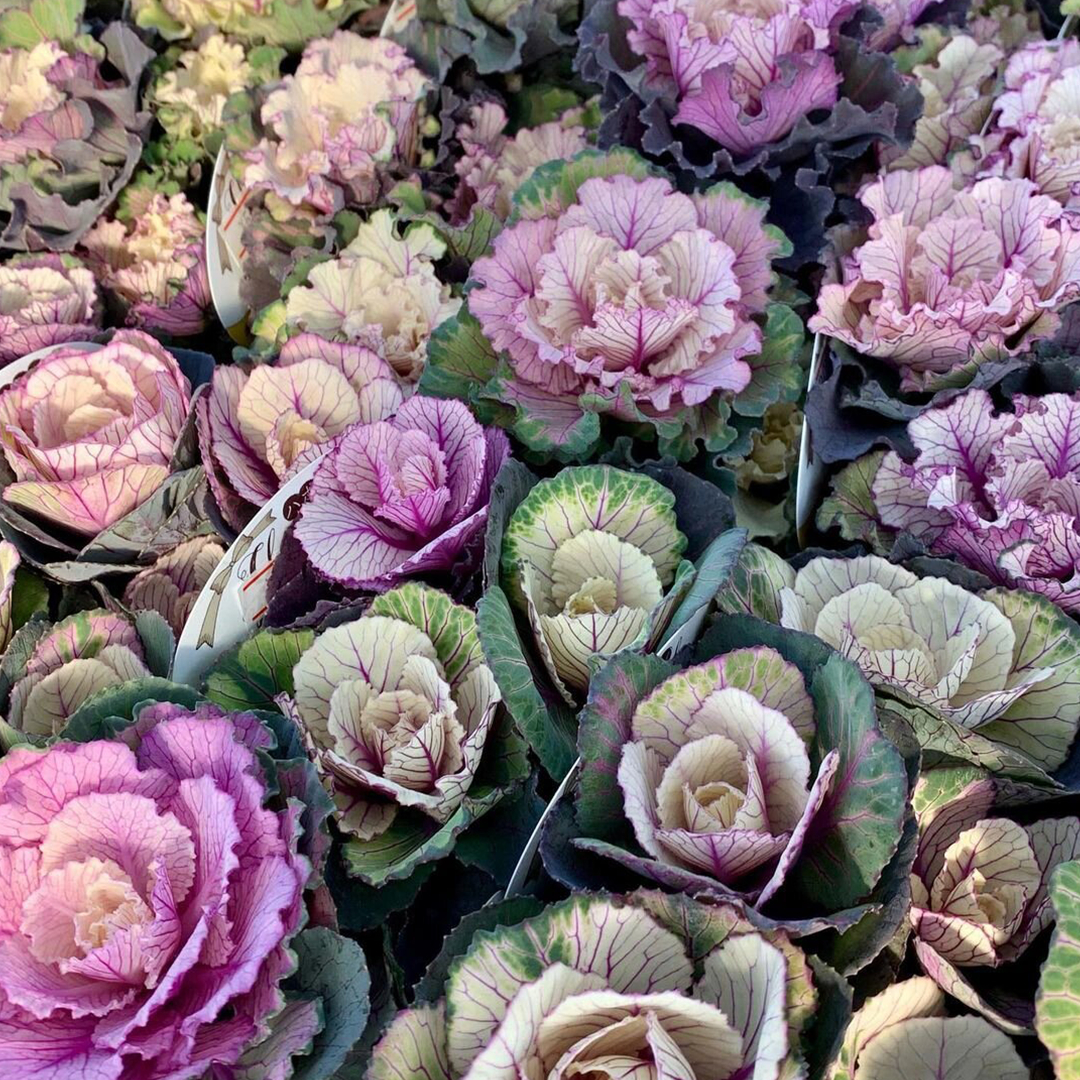 Ornamental Kale Seeds - Mix