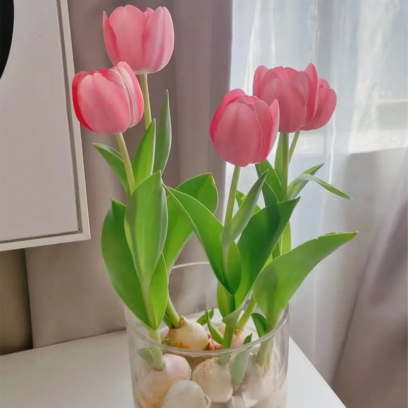 Tulip Bulbs - Van Eijk