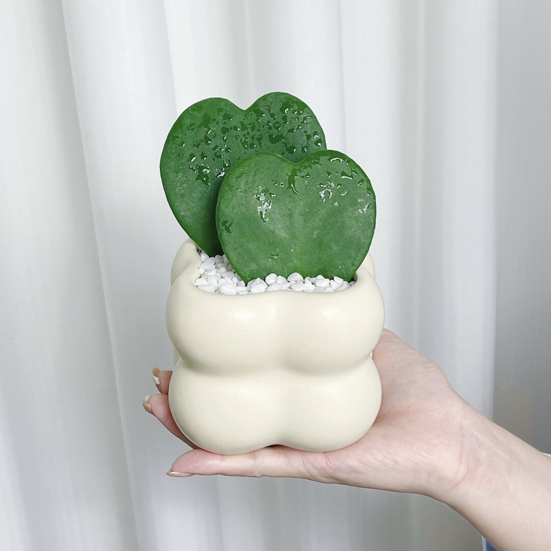 EverLove Hoya Kerrii