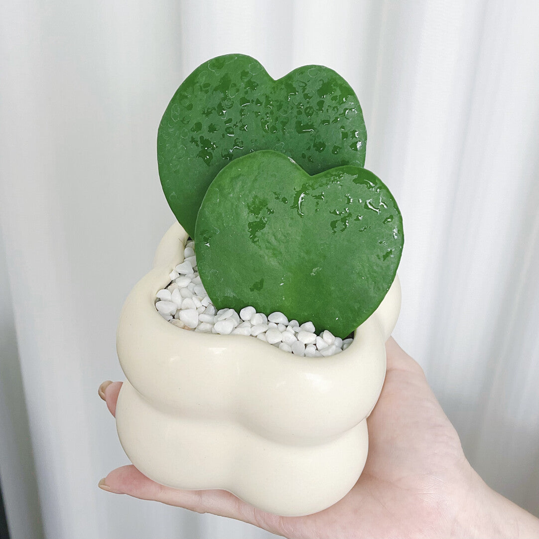 EverLove Hoya Kerrii