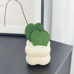 EverLove Hoya Kerrii