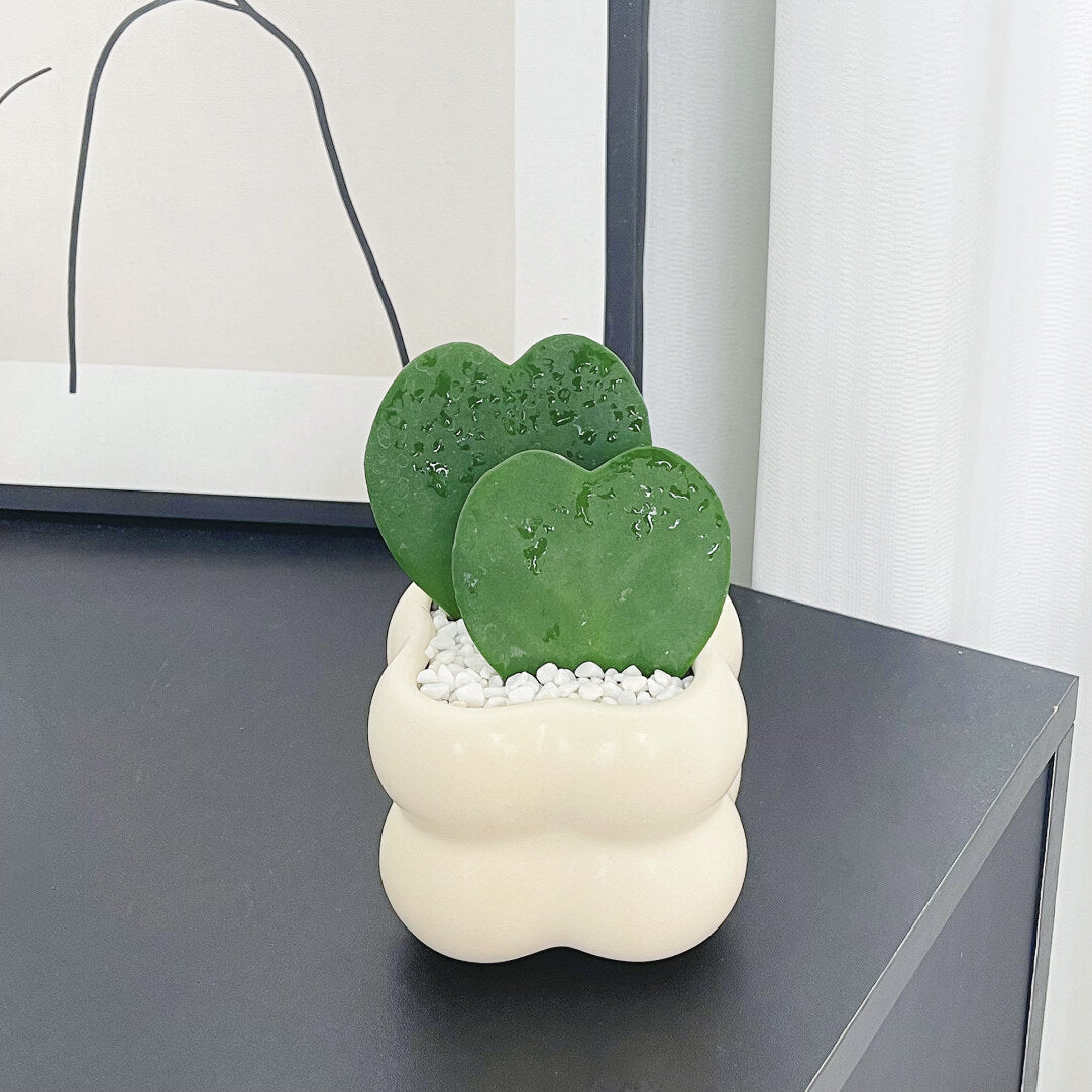 EverLove Hoya Kerrii