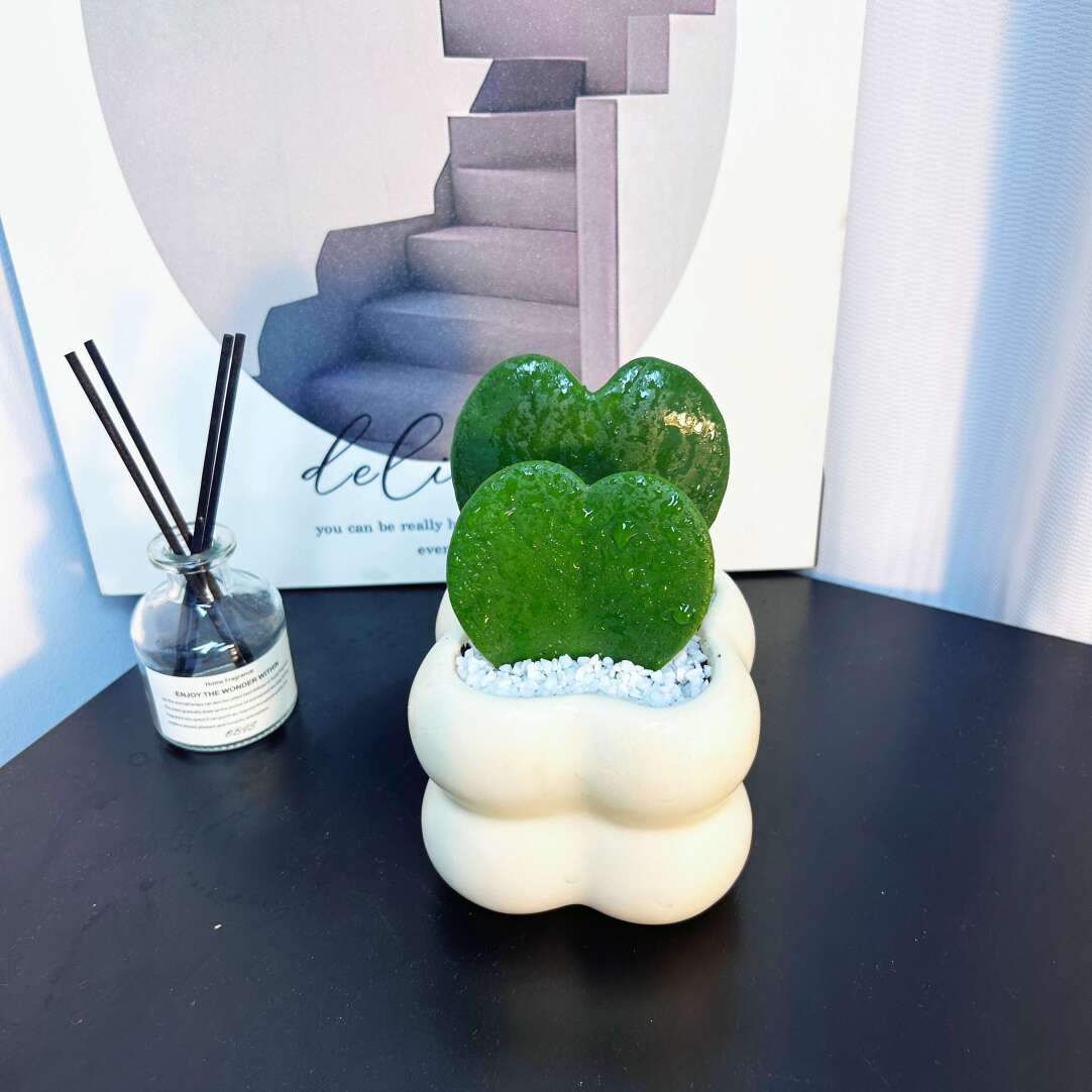 EverLove Hoya Kerrii