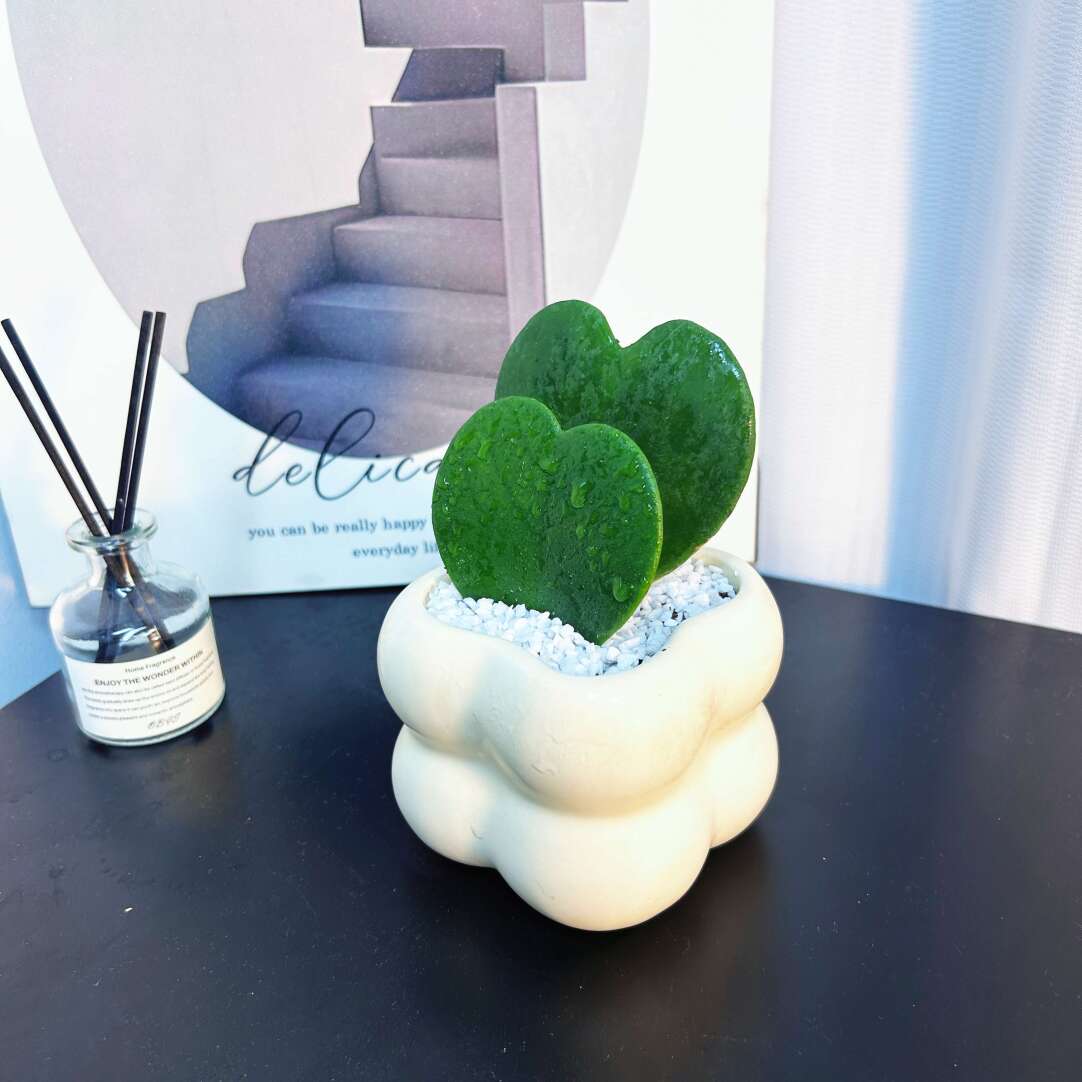 EverLove Hoya Kerrii
