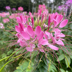 Cleome Seeds