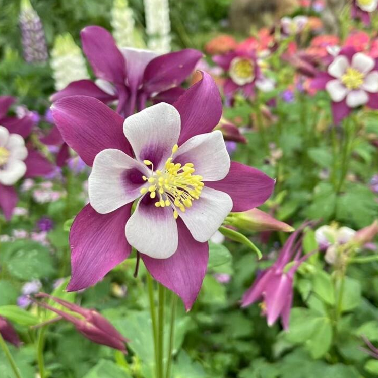 Columbine Seeds