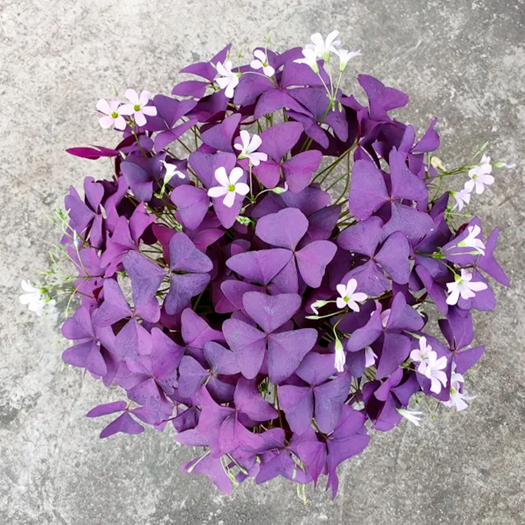 Oxalis Triangularis - Purple Shamrock