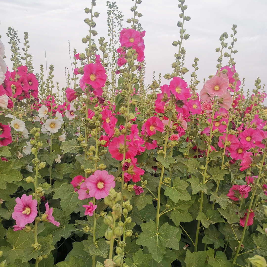 Single Flowered Hollyhock Seeds - Mixed Color