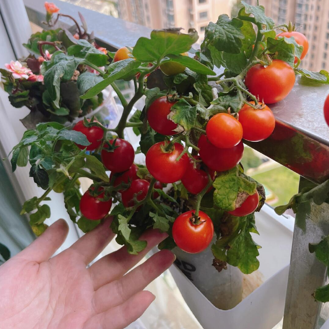 Dwarf Tomatos Seeds