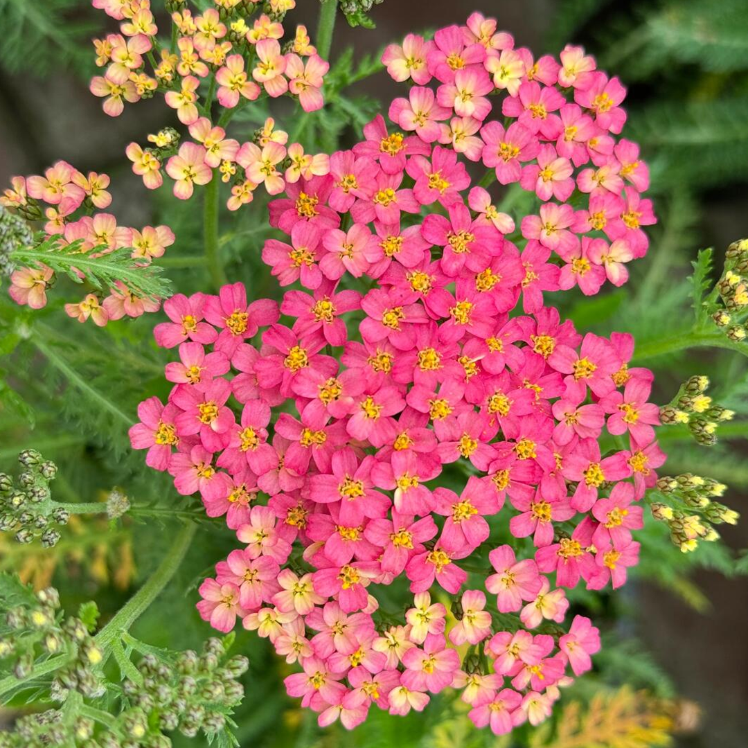 Swamp Milkweed Seeds - Mix