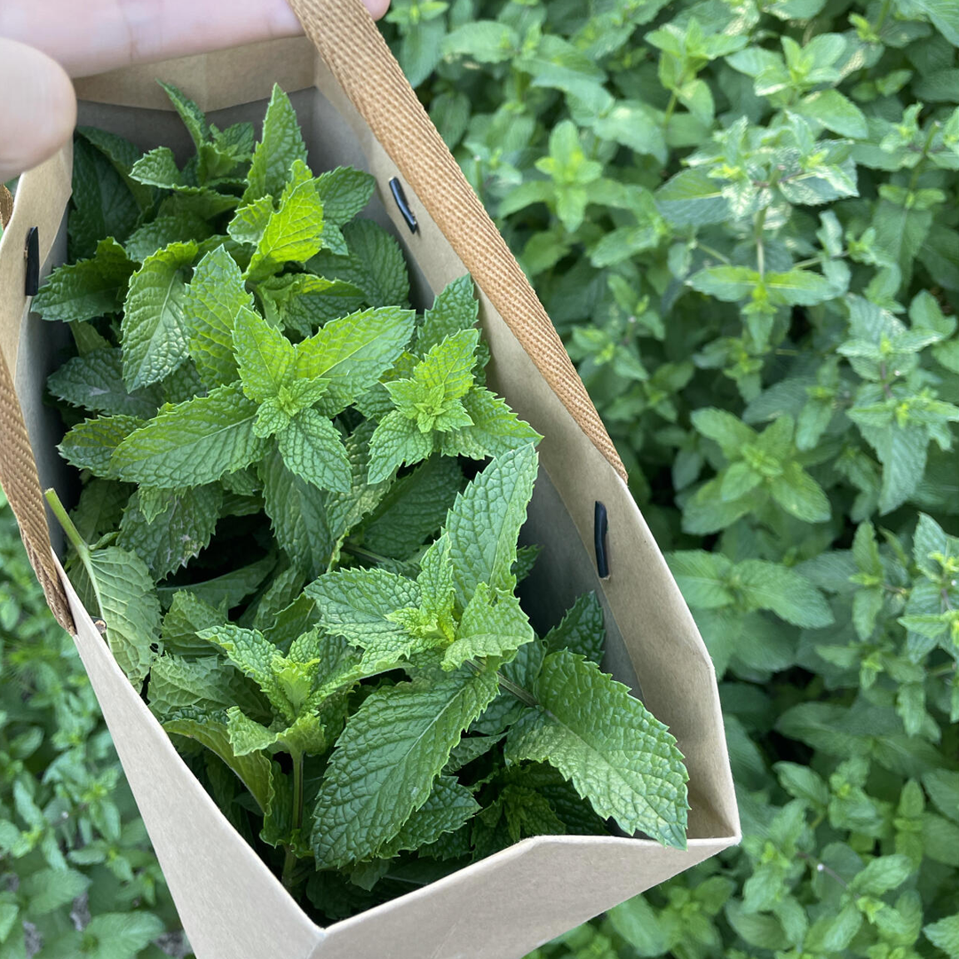 Spearmint Seeds