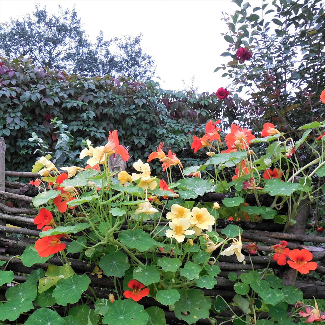 Nasturtium Seeds - Mixed Colors