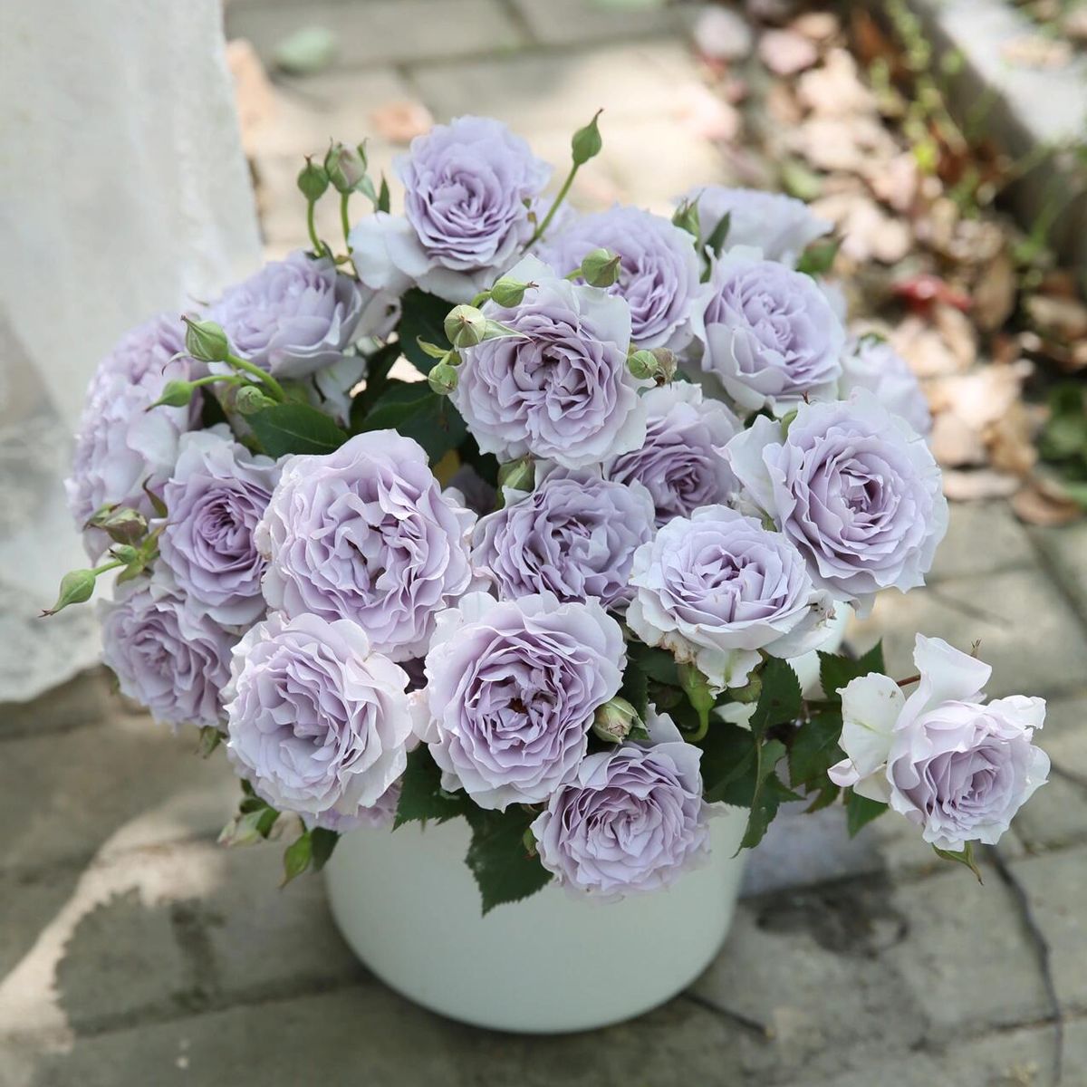 RSU Self-Bred Roses Plant- Winter Bloom