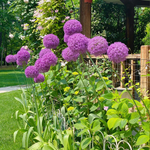 Allium Giganteum Bulbs