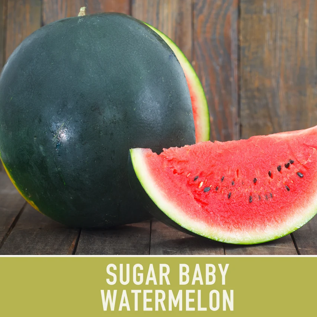 Watermelon Seeds - Sugar Baby