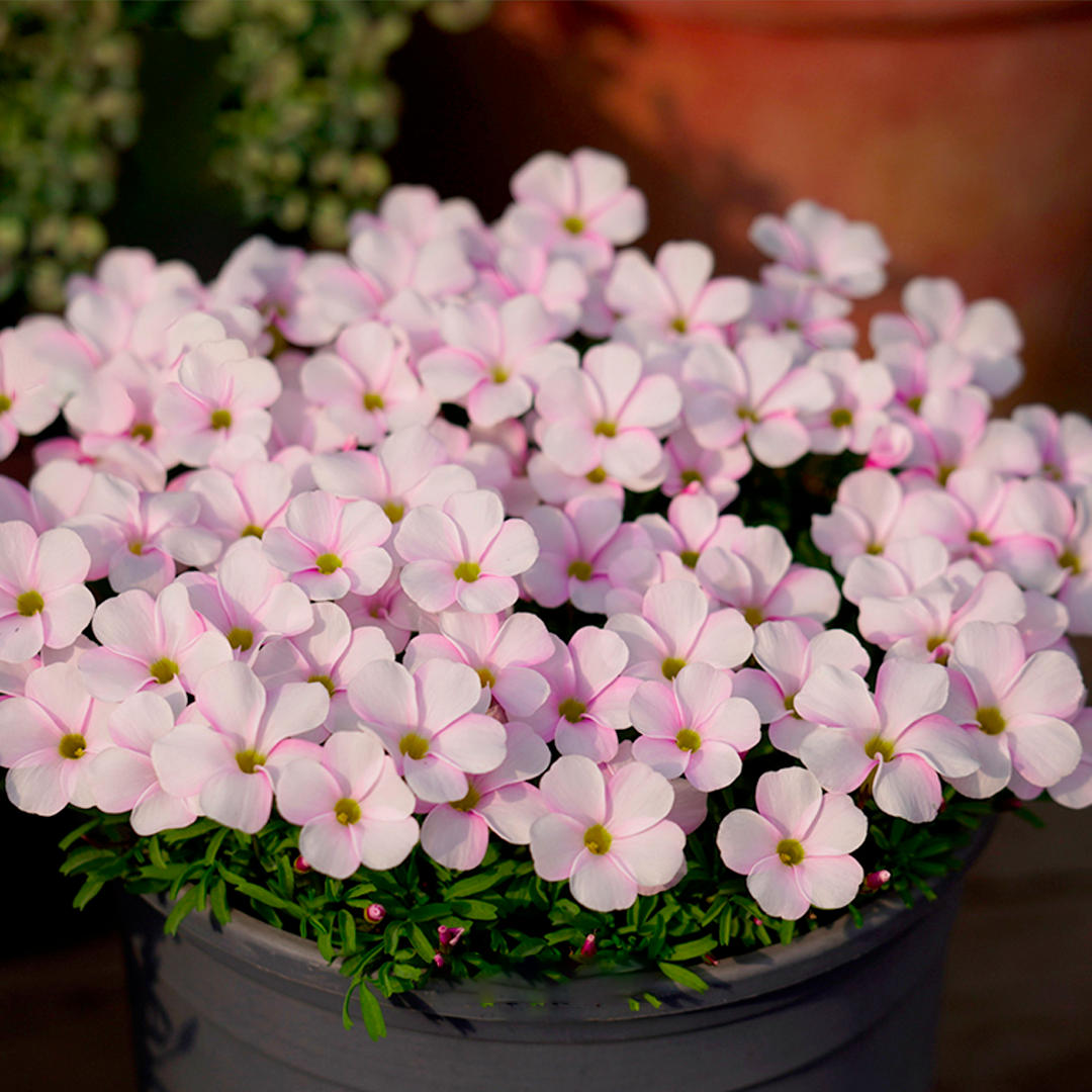 Oxalis - Cut Flower Shamrock