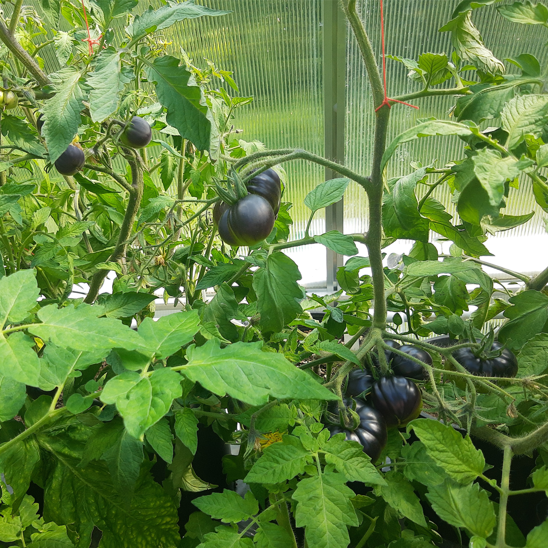 Rare Black Tomato Seeds