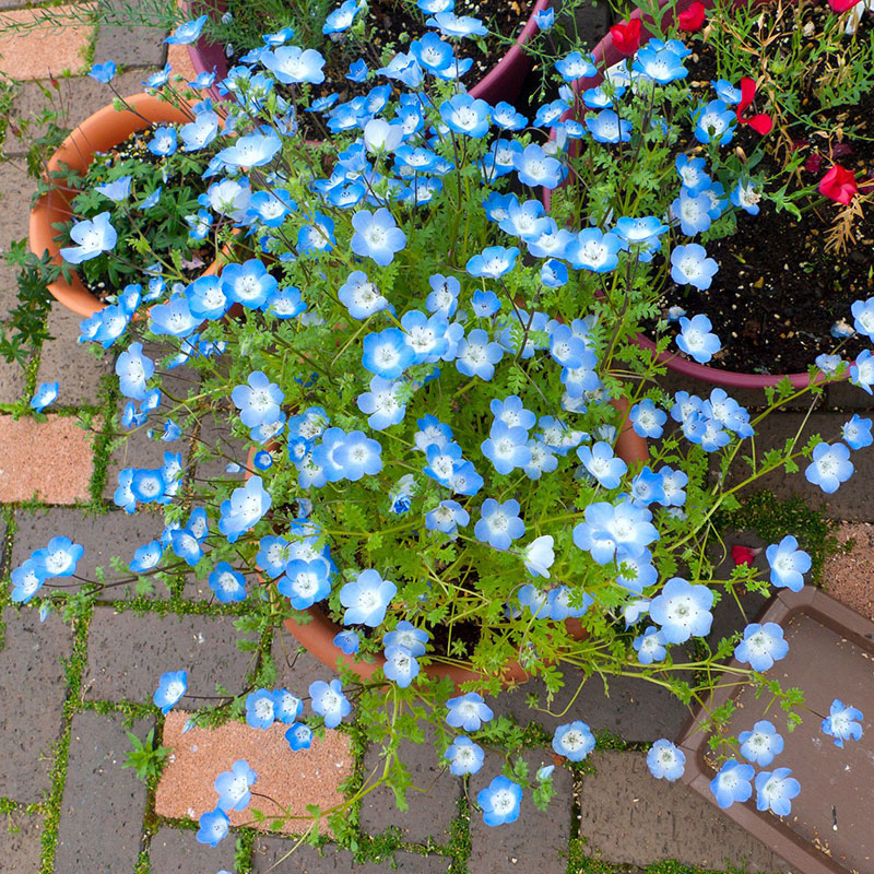 Baby Blue Eyes Seeds