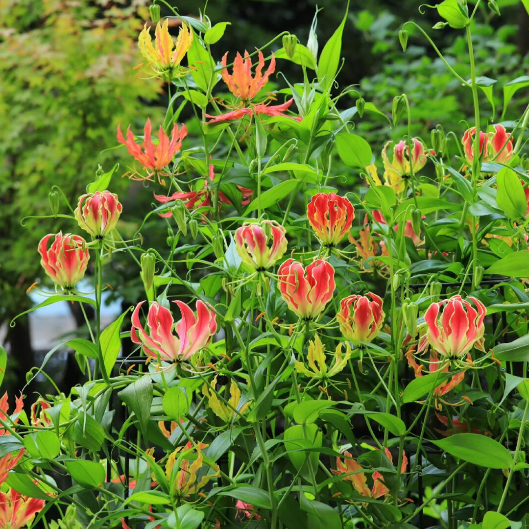 Fire Lily Bulbs - Mix